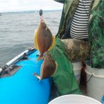 How to catch flounder?