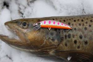 How to catch with a wobbler