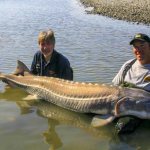 how to catch sturgeon on a paysite