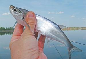 How to catch herring on the Volga
