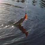 How to catch pike in the spring with a jig