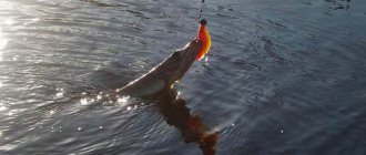 How to catch pike in the spring with a jig
