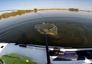 How to catch pike perch using a spinning rod in summer