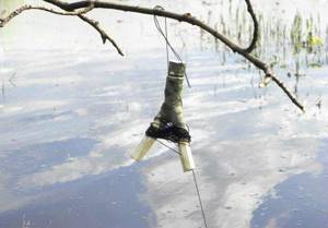How to catch pike perch with live bait
