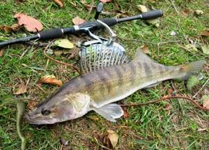 How to catch pike perch in the fall