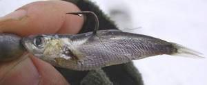 How to catch pike perch in the fall