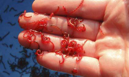 how to wash bloodworms