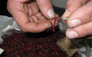 How to plant bloodworms