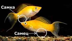 How to determine whether fish are ready to reproduce