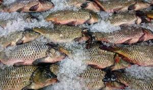 How to determine the freshness of carp