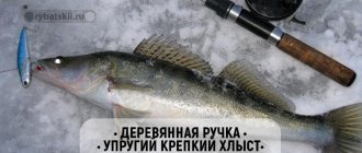 How to equip a fishing rod for pike perch for winter fishing