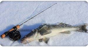 Как оснастить удочку на судака для зимней рыбалки