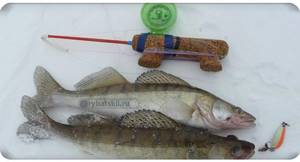 How to equip a fishing rod for pike perch for winter fishing