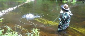 How to catch grayling with fly fishing