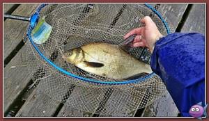 how to catch bream in November