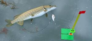 How to catch a pike on a girder