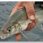 how to catch whitefish in summer