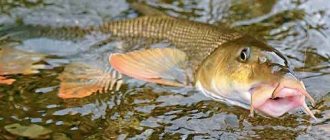 how to catch a barbel