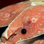 How to salt fish in brine at home deliciously All this thanks to