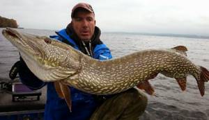 How to properly take a large pike
