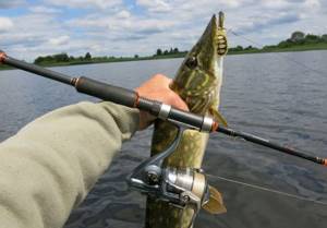 How to hold a pike correctly