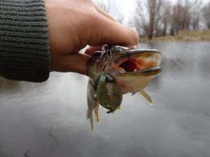 How to properly catch pike with a spinning rod