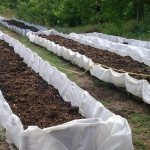 How to breed worms for fishing in the garden at the dacha or at home