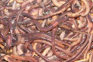 How to breed worms for fishing in the garden at the dacha or at home