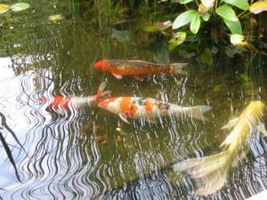 how to breed crucian carp in a pond