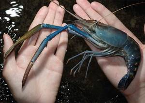 Kak razvodit krevetok - Breeding shrimp at home as a business