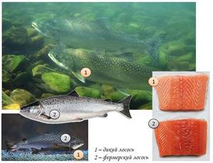 What does salmon look like?