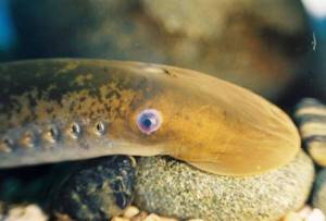 What does a lamprey look like?