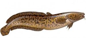 What does burbot fish look like?