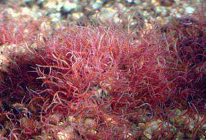 how to grow bloodworms at home