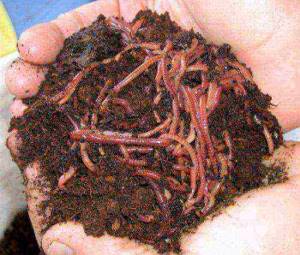 how to grow dung worms at home