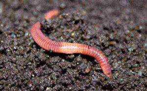 how to grow dung worms at home