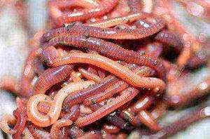 как выращивать навозных червей в домашних условиях