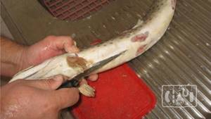 How to smoke pike, simple and popular recipes