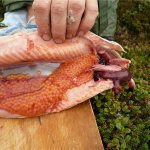 How to pickle trout caviar at home? Cleaning methods, recipes and tips on how best to pickle trout caviar 