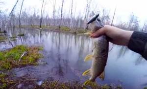 What kind of fish is caught on small forest rivers - there are a lot of pike