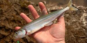 Какая рыба водится в Ладожском озере и как ее ловить