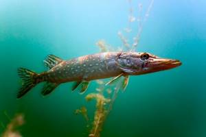 Какая рыба водится в Ладожском озере и как ее ловить