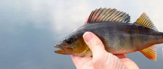 What kind of fish is found in fresh water bodies of Russia - list, characteristics and photo 2