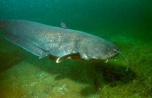 What kind of fish is found in fresh water bodies of Russia - list, characteristics and photo 11