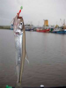 What kind of fish is found in fresh water bodies of Russia - list, characteristics and photo 13