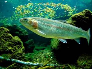 What kind of fish is found in fresh water bodies of Russia - list, characteristics and photos 14