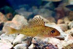 What kind of fish is found in fresh water bodies of Russia - list, characteristics and photo 3