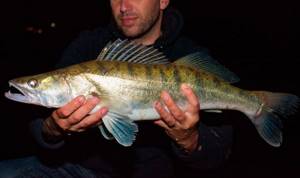 What kind of fish is found in fresh water bodies of Russia - list, characteristics and photo 4