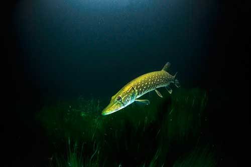 What kind of fish is found in fresh water bodies of Russia - list, characteristics and photo 5