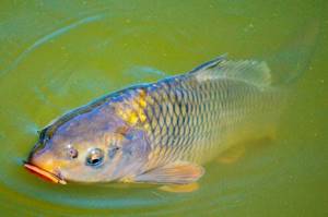 What kind of fish is found in fresh water bodies of Russia - list, characteristics and photo 6